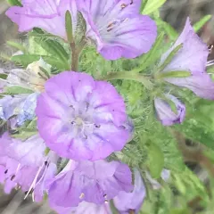 Linearleaf Phacelia thumbnail 2