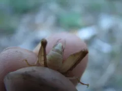 Ceuthophilus vicinus thumbnail 2