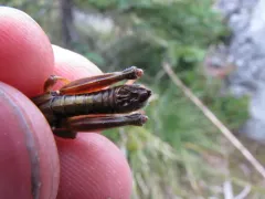 Long-toed Grasshopper thumbnail 4