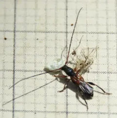 Molorchus longicollis thumbnail 2