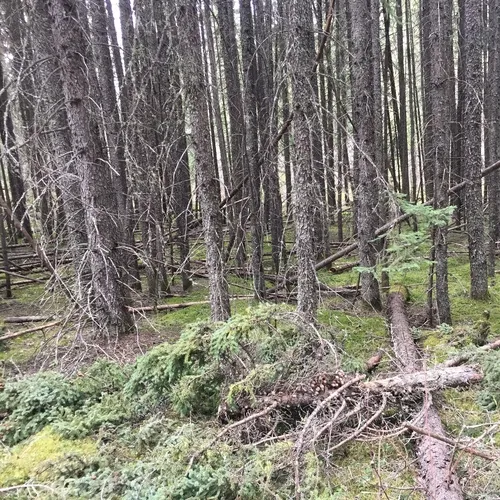 black spruce