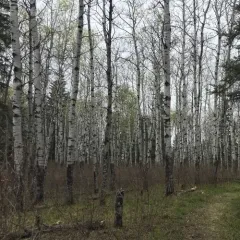 quaking aspen thumbnail 1