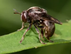 Broad-footed Ant Fly thumbnail 3
