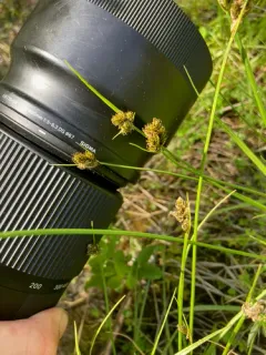 long-bracted sedge thumbnail 2