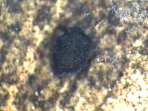 Septotrullula bacilligera