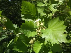 Blanchard's Hawthorn thumbnail 3