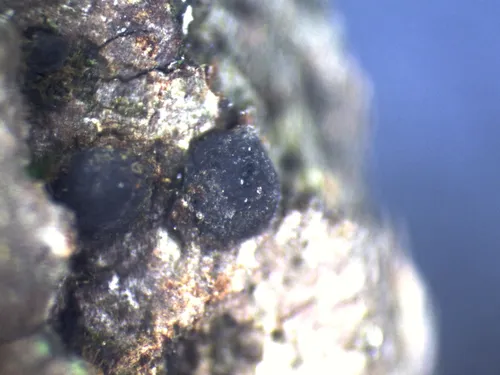 Navicella pileata