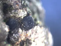 Navicella pileata thumbnail 1