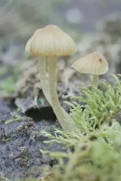 Peatbog Bell thumbnail 2