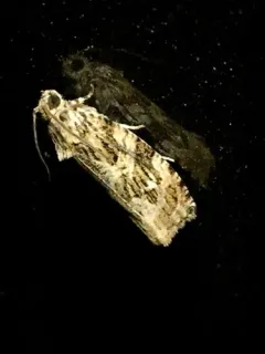 Macrame Moth thumbnail 2