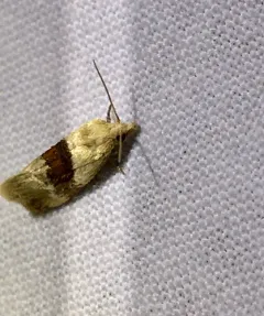 Phalonidia lepidana thumbnail 2