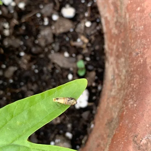 Ridings' Fairy Moth