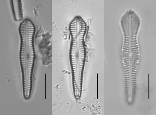 Gomphonema brebissonii