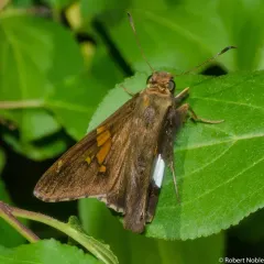 Silver-spotted Skipper thumbnail 3