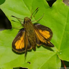 Hobomok Skipper thumbnail 2