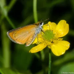 Least Skipper thumbnail 1