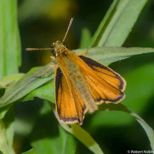 Essex Skipper