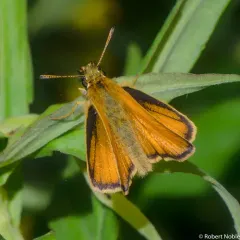 Essex Skipper thumbnail 1