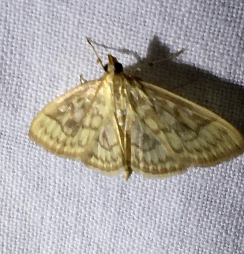 Saw-toothed Crocidophora Moth