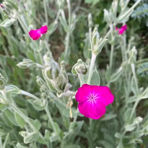 Rose campion