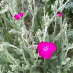 Rose campion thumbnail 1