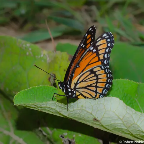 Viceroy