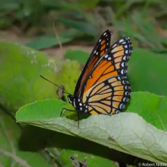 Viceroy thumbnail 1