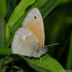 Common Ringlet thumbnail 3