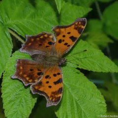 Eastern Comma thumbnail 2