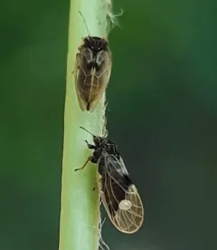 Pear Sucker thumbnail 2