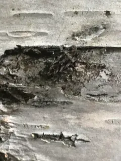 Carpatolechia belangerella thumbnail 4