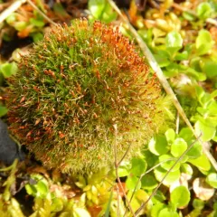 Narrow Cruet-moss thumbnail 2