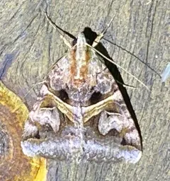 Figure-seven Moth thumbnail 3