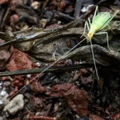 Snowy Tree Cricket thumbnail 2