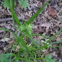 Gray's sedge thumbnail 3