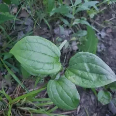 bristly greenbrier thumbnail 4