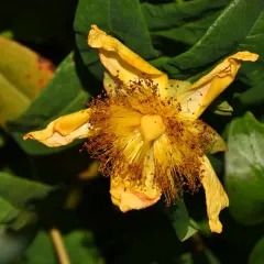 Rose-of-sharon thumbnail 3