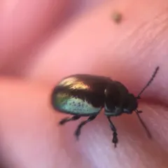 Saint John's Wort Beetle thumbnail 2