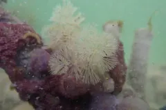 Bugula pacifica thumbnail 1