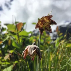 spotted fritillary thumbnail 4