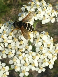 Polar Pond Fly thumbnail 3