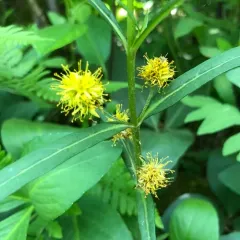 Tufted Loosestrife thumbnail 2