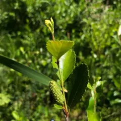 swamp birch thumbnail 3