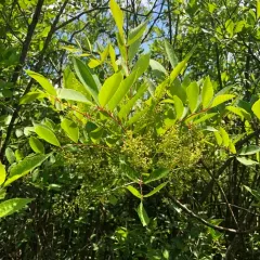 poison sumac thumbnail 4