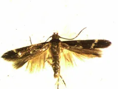 Mompha unifasciella thumbnail 2