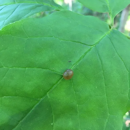 ash bullet gall midge