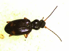 Bembidion scopulinum thumbnail 2