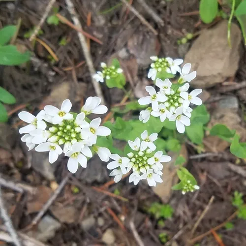 Fendler's pennycress