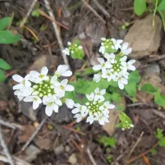 Fendler's pennycress thumbnail 1