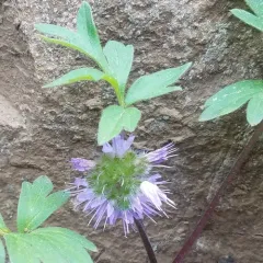 ballhead waterleaf thumbnail 3